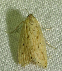 Diatraea lisetta
