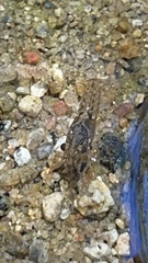 Faxonius virilis