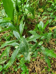 Phytomyza albiceps group