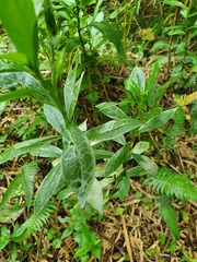 Phytomyza albiceps group