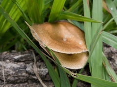 Lentinus