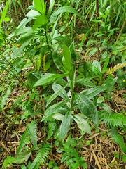 Phytomyza albiceps group