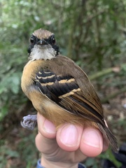 Myrmoborus myotherinus