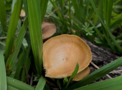 Lentinus