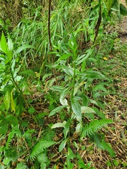 Phytomyza albiceps group