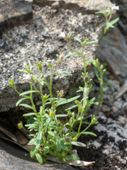 Chaenorhinum