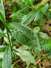 Phytomyza albiceps group