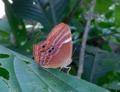 Abisara bifasciata