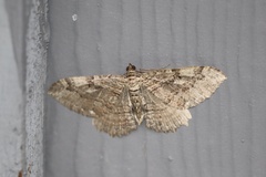Rheumaptera meadii
