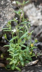 Chaenorhinum