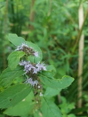 Mentha arvensis