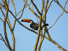 Ramphastos toco