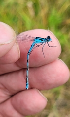 Enallagma circulatum