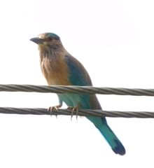 Coracias benghalensis