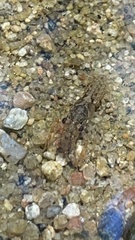 Faxonius virilis