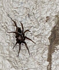 Scotophaeus blackwalli