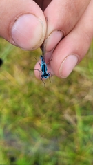 Enallagma circulatum