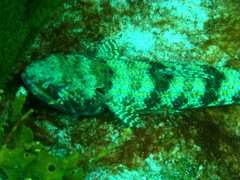 Synodus intermedius