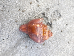 Volegalea cochlidium