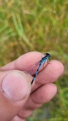 Enallagma circulatum