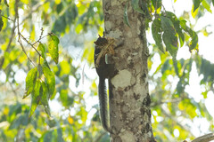 Sciurus ignitus
