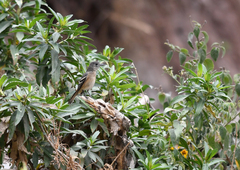 Knipolegus aterrimus