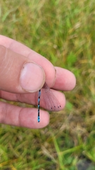 Enallagma circulatum