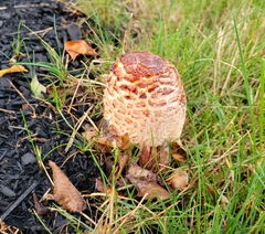 Leucoagaricus americanus