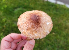 Leucoagaricus americanus