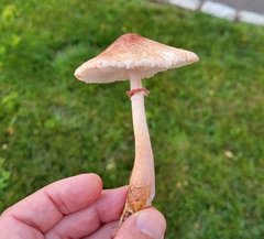 Leucoagaricus americanus