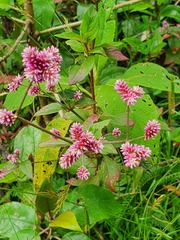 Alternanthera porrigens