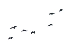 Amazona viridigenalis