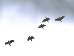Amazona viridigenalis
