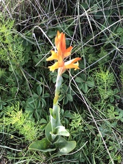 Dichromanthus aurantiacus