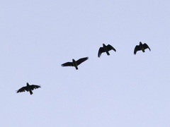 Amazona viridigenalis