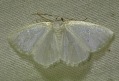 Lomographa vestaliata