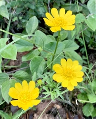 Ranunculus petiolaris