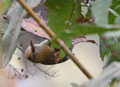 Cranioleuca albicapilla