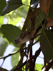 Baeolophus inornatus