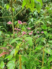 Alternanthera porrigens