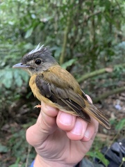 White-Crested Spadebill photo 4