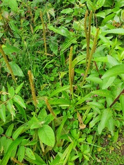 Plantago australis
