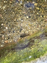 Faxonius virilis