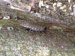 Ligia exotica