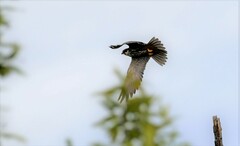 Falco subbuteo subbuteo