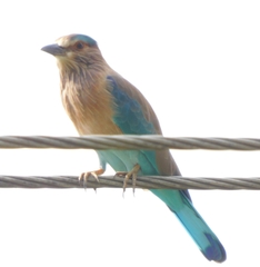 Coracias benghalensis