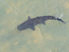 Steindachneridion melanodermatum