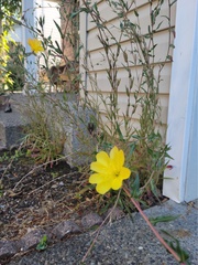 Oenothera elata