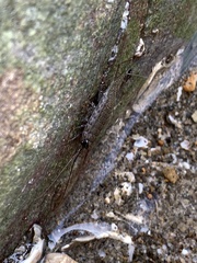 Ligia exotica