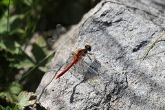 Sympetrum pallipes